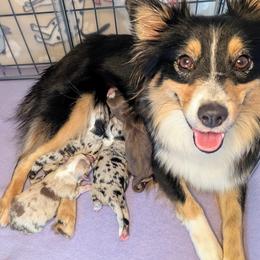Miniature American Shepherd puppies from Trailside Mini Aussies