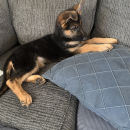 Lylah - Black and red female German Shepherd puppy in Big Rapids, Michigan from Misty Hills German Shepherds