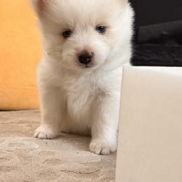 Pomsky Puppies from Blue Heaven Pomsky