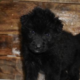 Purple Collar - Black female German Shepherd puppy in Howell, Michigan from Sheyenne Buentello's German Shepherds