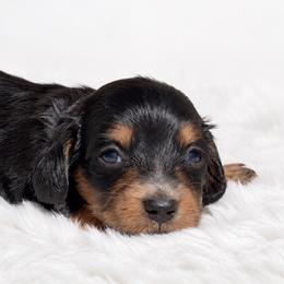 Honey - Black and tan female Dachshund puppy in Farmington, Missouri from Eva Leas Pups