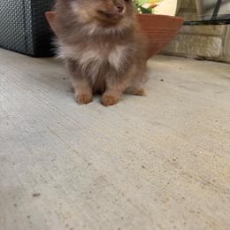 Mars - Chocolate male Pomeranian puppy in Texas from D&C Pomeranians