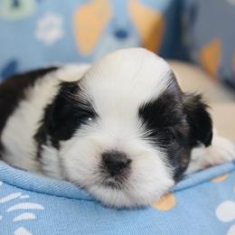 Sylvie - Brown and white female Shichon puppy in Pennsylvania from Manor Hills Shih Tzus