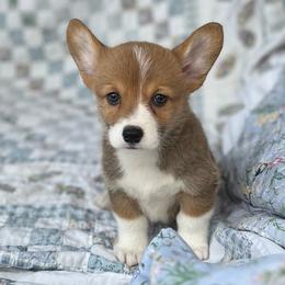 Lola - Red female Pembroke Welsh Corgi puppy in Hope, Arkansas from Foxy Knoll Farm