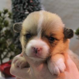 Mistletoe - Pembroke Welsh Corgi puppy from Covered Bridge Corgis