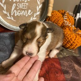 Shetland Sheepdog Puppies from Clark Kennel Shelties