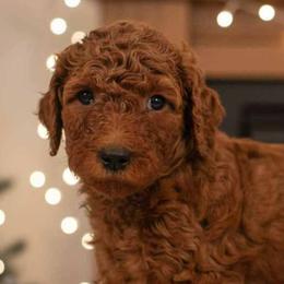 Girl 8 - Red  female Poodle puppy in Mc Henry, Illinois from Sunset Maple Poodles