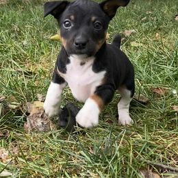 Rat Terrier Puppies from Hawthorne Terriers
