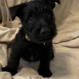 Yellow - Black male Scottish Terrier puppy in Berry, Alabama from North River k9