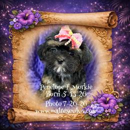 Penelope - Black & tan tri-color female Morkie puppy in Silverhill, Alabama from Malteseuluv’s Tiny Treasurers