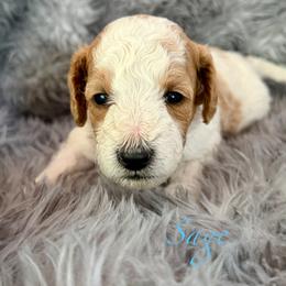 Sage - Parti female Goldendoodle puppy in Boise, Idaho from Goldendoodle Baby
