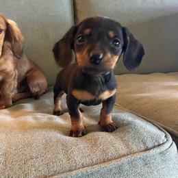 Trapper - Black and tan male Dachshund puppy in Brave, Pennsylvania from Maple Moon Dachshunds