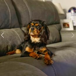 Han - Cavalier King Charles Spaniel