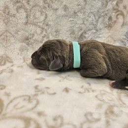Aqua collar - Gray female Cane Corso puppy in Fritch, Texas from Carrie Brown's Cane Corsos