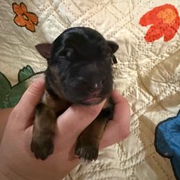Brown - Black and red male German Shepherd puppy in Hillsboro, Indiana from Salty Raccoon Ranch German Shepherds