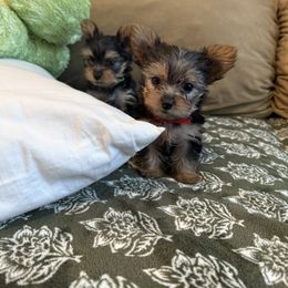 Yorkshire Terrier Puppies from SD_Yorkies619