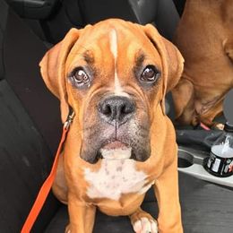 Boxers from Day's Backwood Boxer