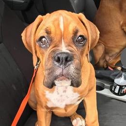 Boxers from Day's Backwood Boxer