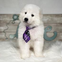 Flurry - White female Maremma Sheepdog puppy in Conway, Missouri from 2J 2K Border Collies | Maremma Sheepdogs