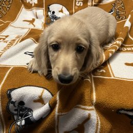 Comet - Cream male Dachshund puppy in Arp, Texas from Barksalot Dachshunds