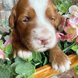 Girls of spring litter - Red  female Goldendoodle puppy in Ozark, Missouri from Halo Doodles