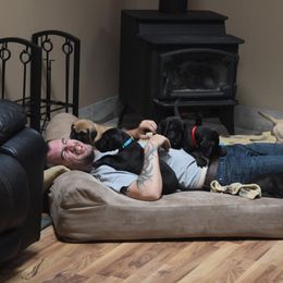 Great Dane Puppies from VanDelft Danes