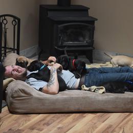 Great Dane Puppies from VanDelft Danes
