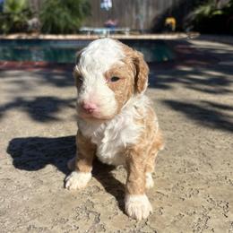 Levi - Yellow and white male Bernedoodle puppy in Spring, Texas from Sterling Star Doodles