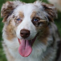 Australian Shepherd puppies from TK Standard, Mini, & Toy Aussies
