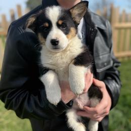 Briar - Black and tan male Pembroke Welsh Corgi puppy in Paxton, Illinois from McGovern Family Corgis