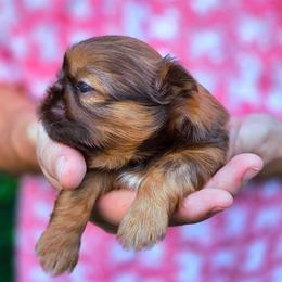 Palmer Girl - Red female Shih Tzu puppy in Richmond, Texas from Aleka Shih Tzu