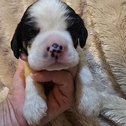 Major - Black white and tan male Cocker Spaniel puppy in Florence, South Carolina from Reddick's American Cocker Spaniels