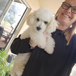 Maltipoo and Poodle All Grown Up from Cowgirl's Legacy Maltipoos