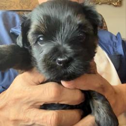 Teddy - Black and tan male Yorkshire Terrier puppy in Bakersfield, California from Debbie’s Little Yorkies