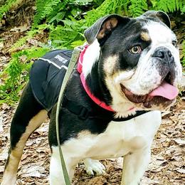 Bulldogs from Gangsta Bulldogs