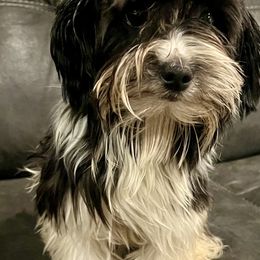 Oreo - Yorkshire Terrier