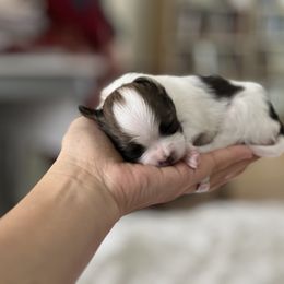 Papillon Puppies from Seven Pillars Papillon