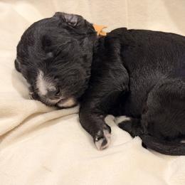 Bernedoodle Puppies from NOB Bernedoodles