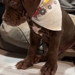 American Bully Puppies from TEXAS BULLY FAMILY