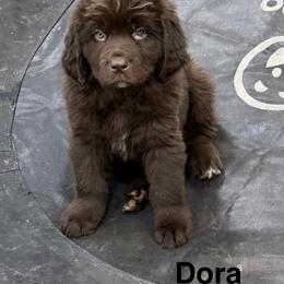 Dora - Brown female Newfoundland puppy in Goodhue, Minnesota from Claypits Newfoundlands