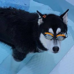 Siberian Husky Puppies from Crazy Cookies Huskies