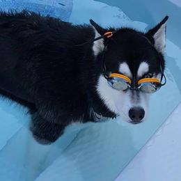 Siberian Husky Puppies from Crazy Cookies Huskies