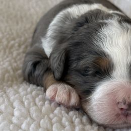 Bernedoodles from Root and Branch Bernedoodles