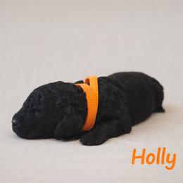 Holly Wheeler - Black female Bernedoodle puppy in Bennett, Colorado from Darling Paws Bernedoodles, LLC