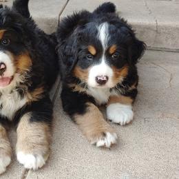 "Eli & Ellie litter 3/10/22" Bernese Mountain Dog Puppies from Triple Heart Bernese Mountain Dogs