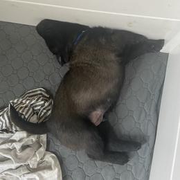 Belgian Malinois Puppies from Focused Obedient Belgian Malinois