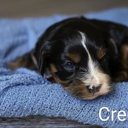Creek - Tri-color male Cavapoo puppy in Casa, Arkansas from Blue Diamond Puppies