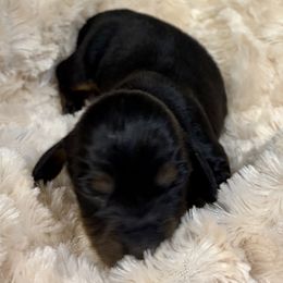 Marshall - Blue and cream male Dachshund puppy in Carson, Virginia from Daisy Dachshunds