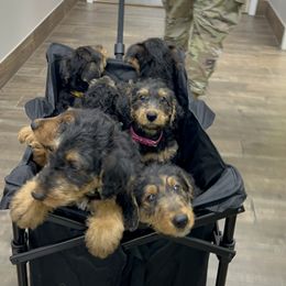 Airedale Terrier Puppies from Olson’s Aire Haven
