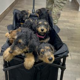 Airedale Terrier Puppies from Olson’s Aire Haven